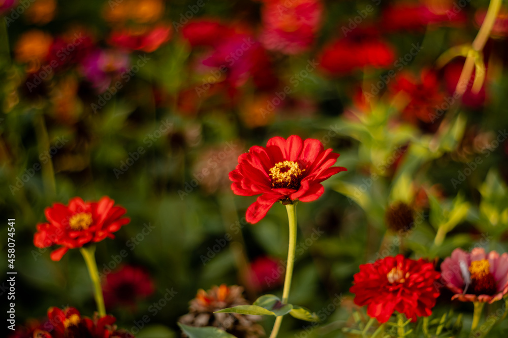 Beautiful bright zinnia flowers on a flowerbed on a blurred background.