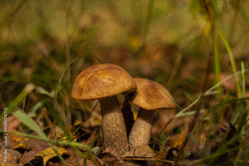 Two edible mushroom boletus in the autumn forest on a blurred background. Two edible mushroom boletus in the autumn forest on a blurred background.