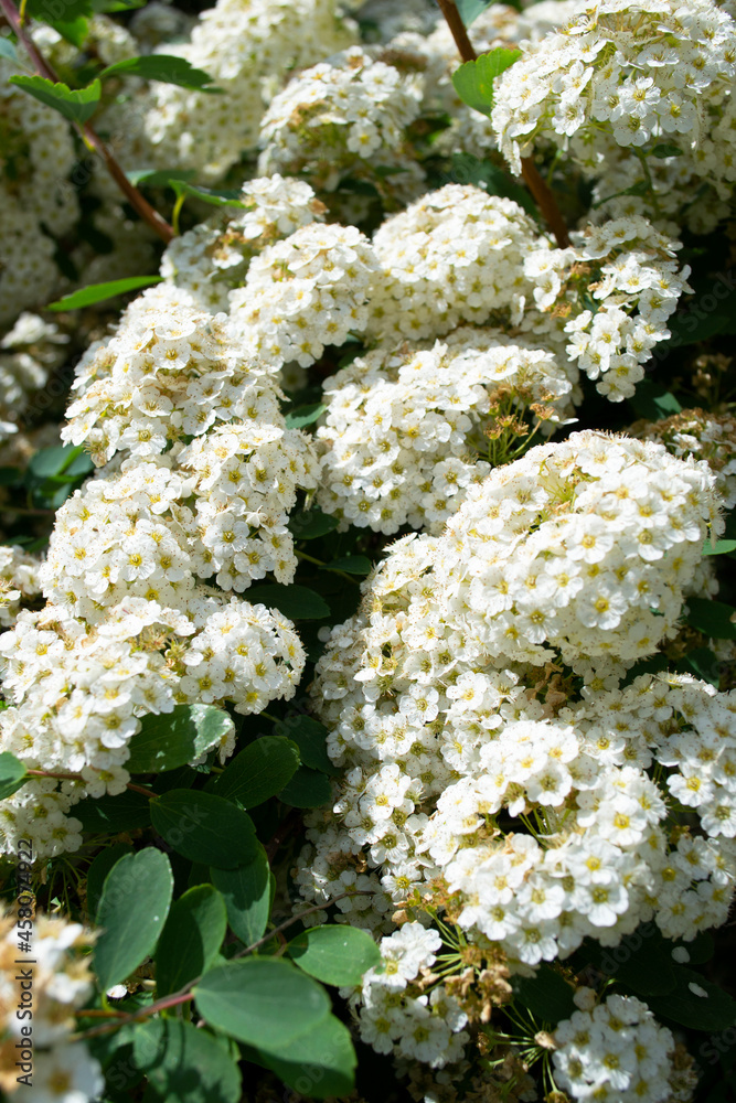 Spirea wangutta blooms in the garden. Shrub in white. Gardening Spirea wangutta blooms in the garden. Shrub in white. Gardening