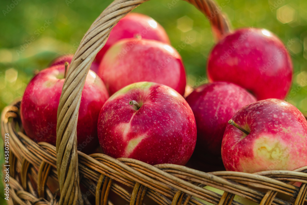 Bright juicy red autumn apple close-up in a wicker basket on a blurred green background. Bright juicy red autumn apple close-up in a wicker basket on a blurred green background.