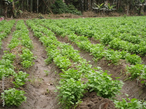 Campo de cultivo. Chacra. photo