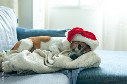 Dog sleeping on couch wearing Santa's hat