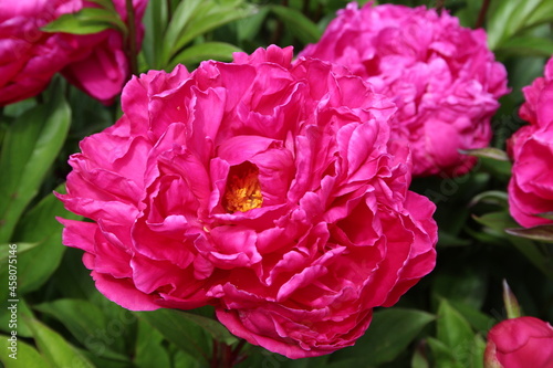 Red Peony in a Garden
