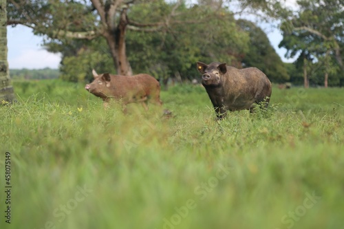 Pig in the middle of the grass