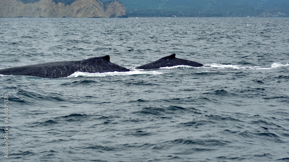 Obraz premium Humpback whales in Machalilla Naitonal Park off the coast of Puerto Lopez, Ecuador