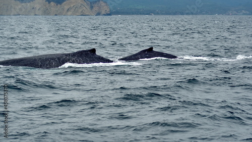 Humpback whales in Machalilla Naitonal Park off the coast of Puerto Lopez, Ecuador