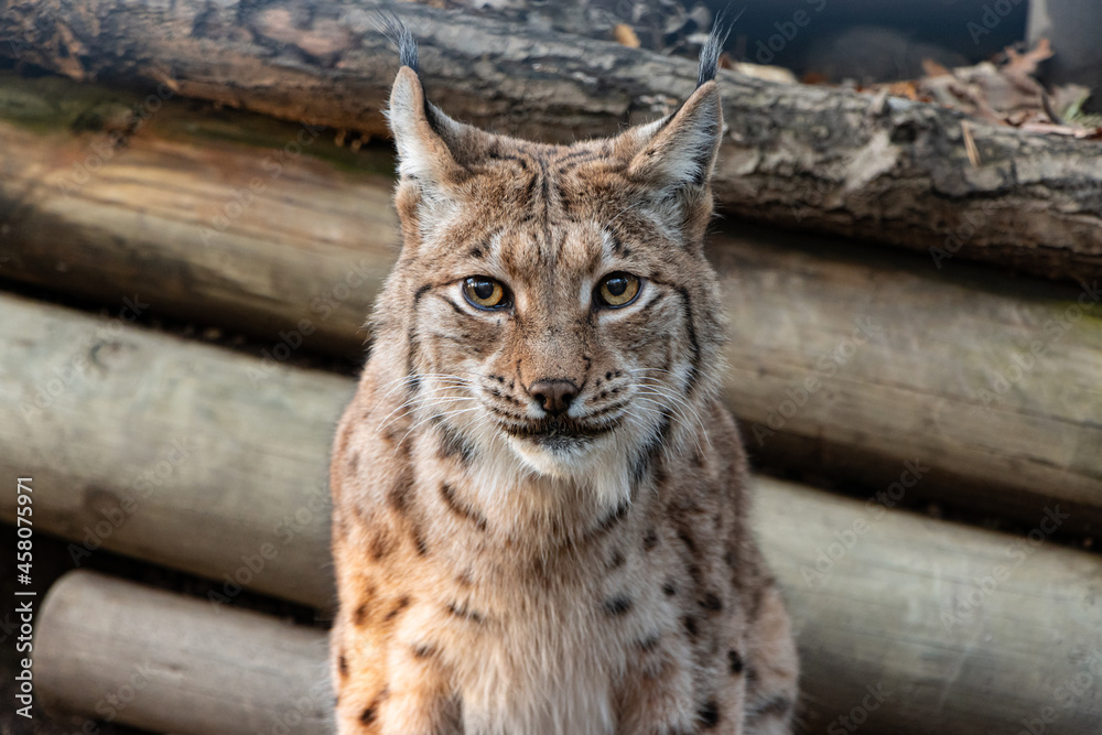 Obraz premium Lynx starring into the camera