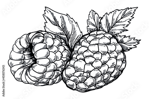 Raspberry vector drawing. Isolated berry branch sketch on white background. Summer fruit engraved style illustration. Detailed hand drawn vegetarian food. Great for label, poster, print