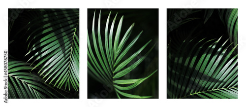 Obraz na plátně Palm leaf. Tropical plants. Nature green color background.