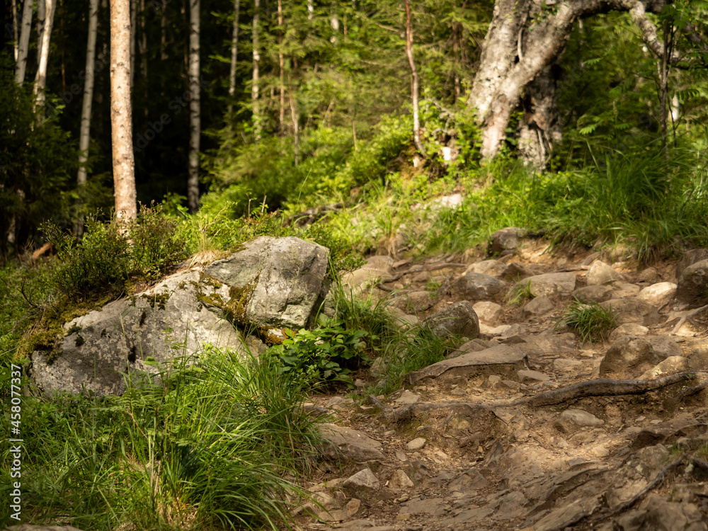 Hiking trail in Norway, roots, trees, pure nature Hiking trail in Norway, roots, trees, pure nature