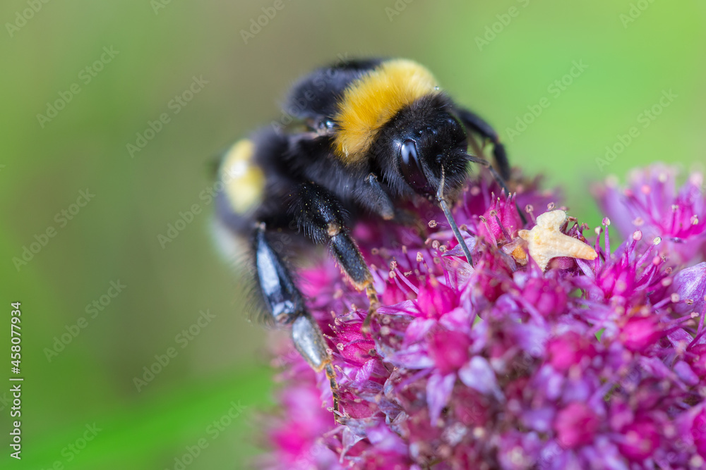A bumblebee is sitting on a purple flower. Closeup. Shallow depth of field. A bumblebee is sitting on a purple flower. Closeup. Shallow depth of field.