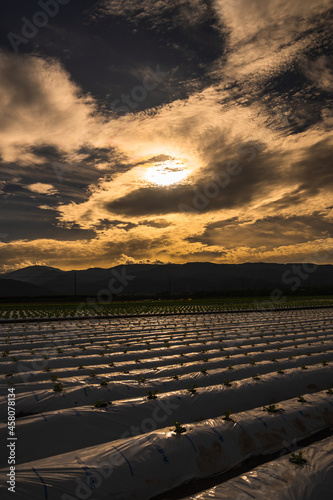 夕陽に照らされるレタス畑　塩尻市 © kikisora