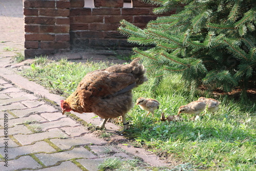 Matka kura spaceruje z kurczaczkami - kury z wolnego wybiegu