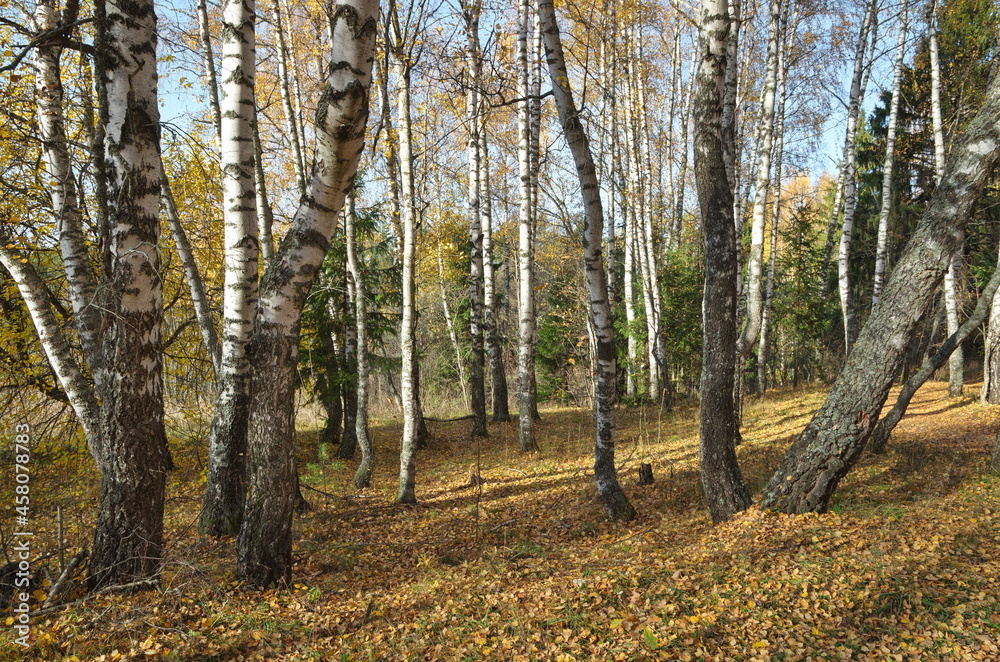 Autumn landscape with birch trees and fallen leaves in the forest