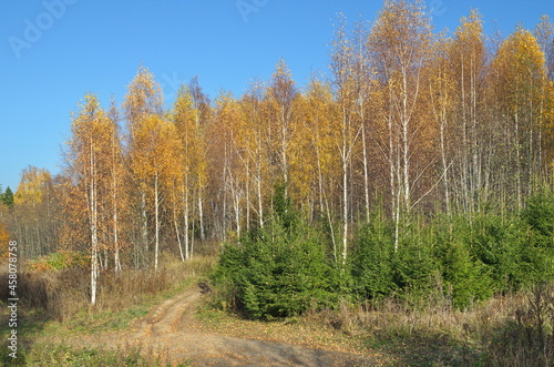 Autumn landscape with yellowed birches and young fir trees