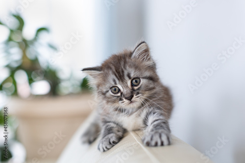 Little tabby kitten.