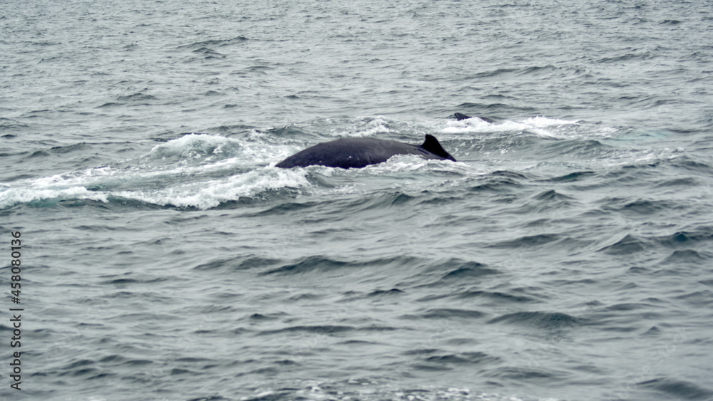 Humpback whale in Machalilla Naitonal Park off the coast of Puerto Lopez, Ecuador Humpback whale in Machalilla Naitonal Park off the coast of Puerto Lopez, Ecuador