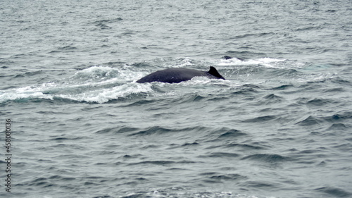 Humpback whale in Machalilla Naitonal Park off the coast of Puerto Lopez, Ecuador