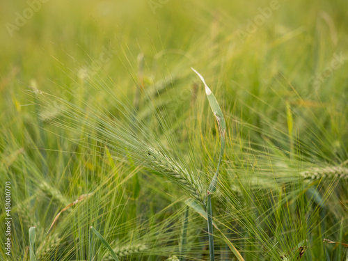 Close up of a wheat field © sandradombrovsky
