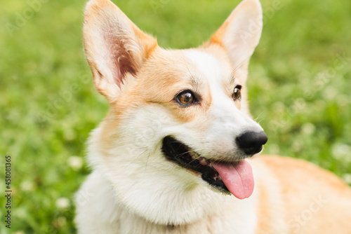 Close up cropped portrait of a welsh corgi walking in park outdoors. Happy dog pet sitting on the green lawn grass waiting for the owner.