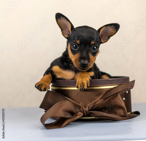 pygmy pinscher puppies