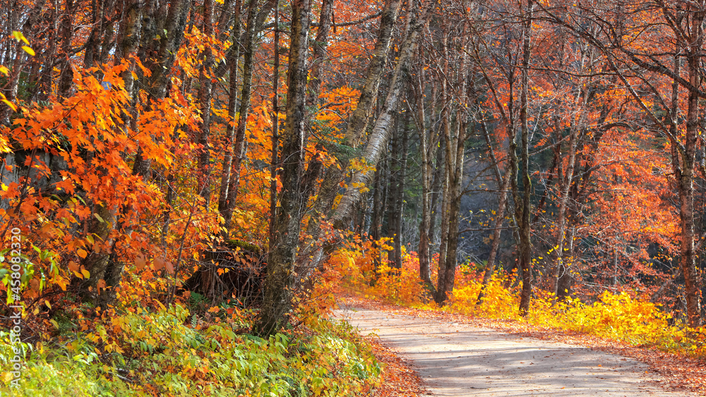 Obraz premium Fall foliage along scenic road through Parc de la Jacques-cartier national park in Quebec, during autumn time.
