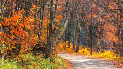 Fall foliage along scenic road through Parc de la Jacques-cartier national park in Quebec, during autumn time. © SNEHIT PHOTO