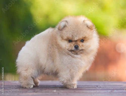 Little Pomeranian puppy on the street