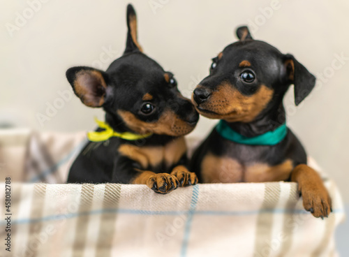 pygmy pinscher puppies photo