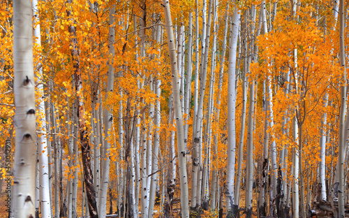 Bright yellow Aspen trees in peak autumn time in Colorado