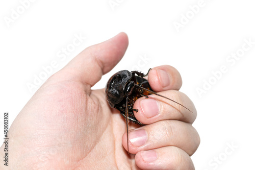 Madagascar hissing cockroach crawls on human hand