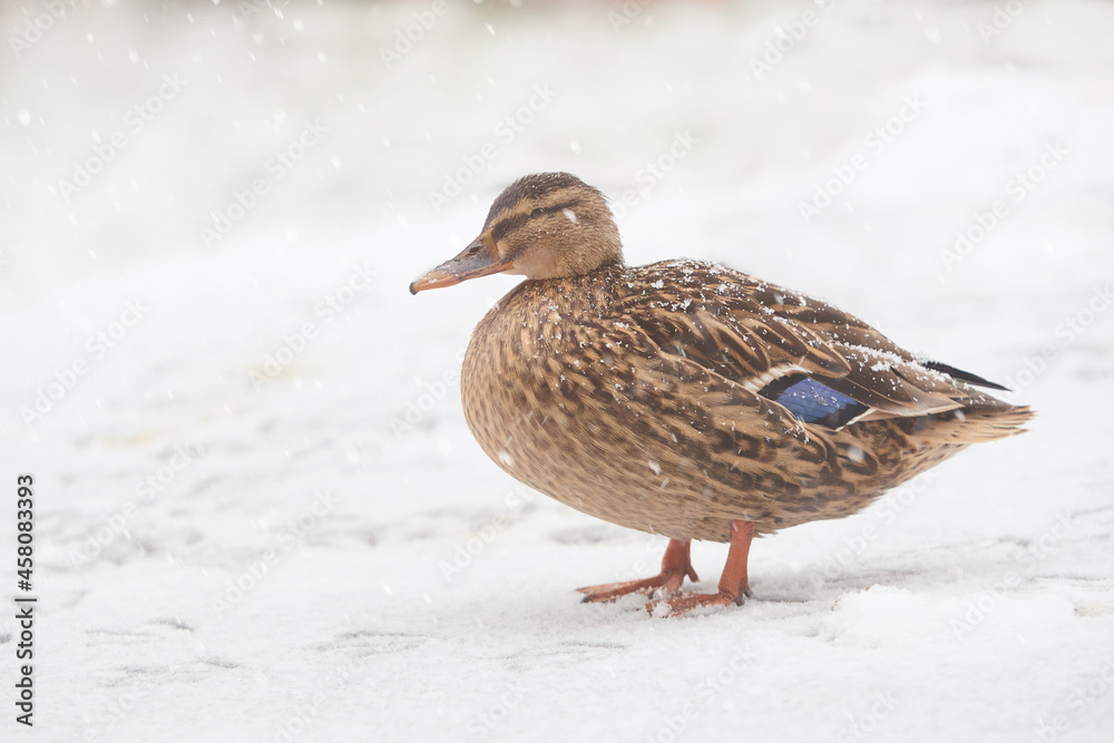 Female wild mallard duck isolated in the snow Female wild mallard duck isolated in the snow