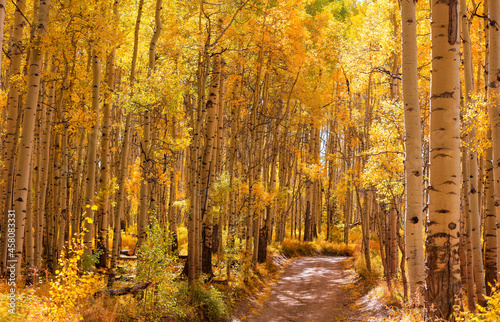 Fototapeta Naklejka Na Ścianę i Meble -  Bright Aspen trees along rural drive in Colorado during autumn time