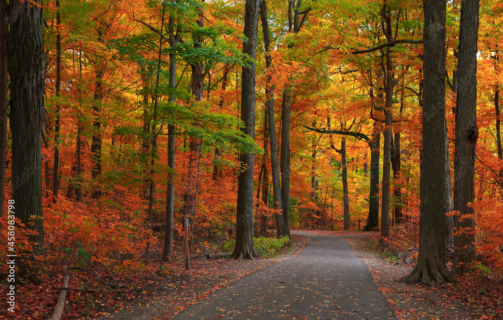 Bright autumn trees by scenic walking trail in Michigan state park