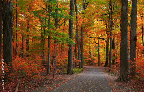 Bright autumn trees by scenic walking trail in Michigan state park photo