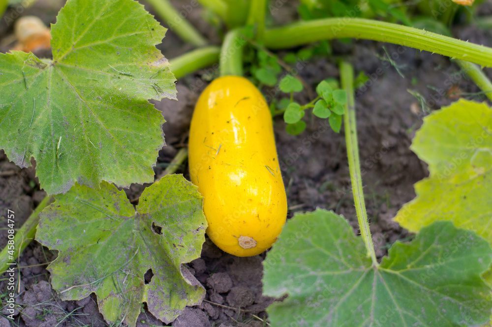 Obraz premium On the bed between the leaves lies a yellow squash. Gardening, growing and caring for agriculture on the farm, healthy eating.