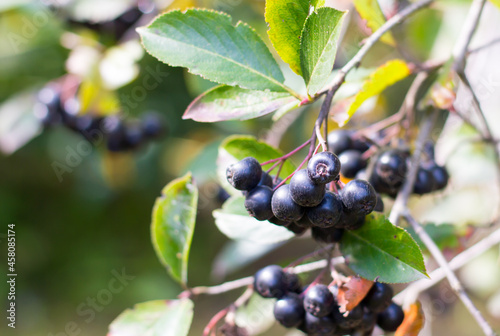 Black ashberry tree with ripe berry, close-up of a branch in the garden