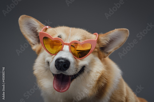 Fashion happy dog with pink heart formed glasses