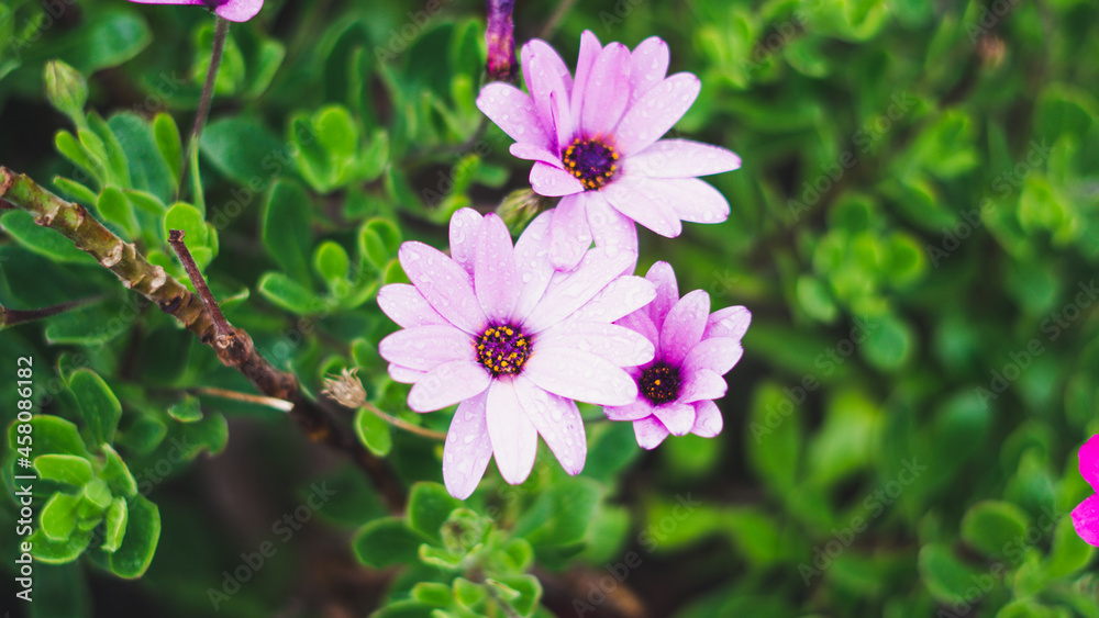 Obraz premium pink flower