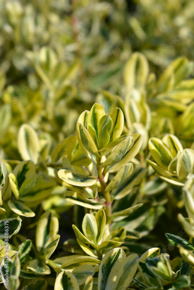 Variegated Andersons hebe Variegated Andersons hebe