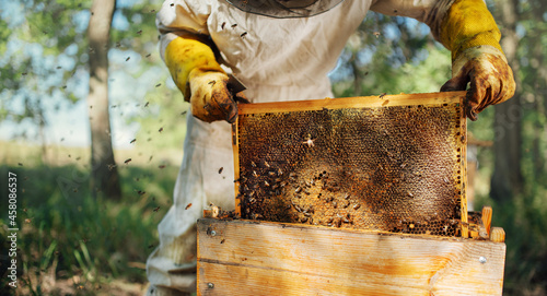 Canvas Print The beekeeper pulls out a frame with honey from the beehive.