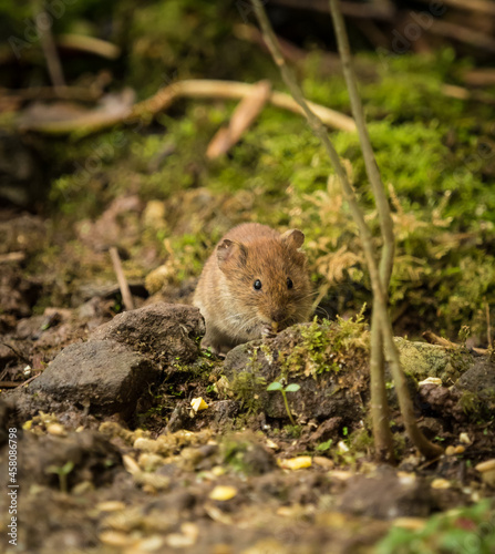 A cute bank vole looking for food in spring  copyspace