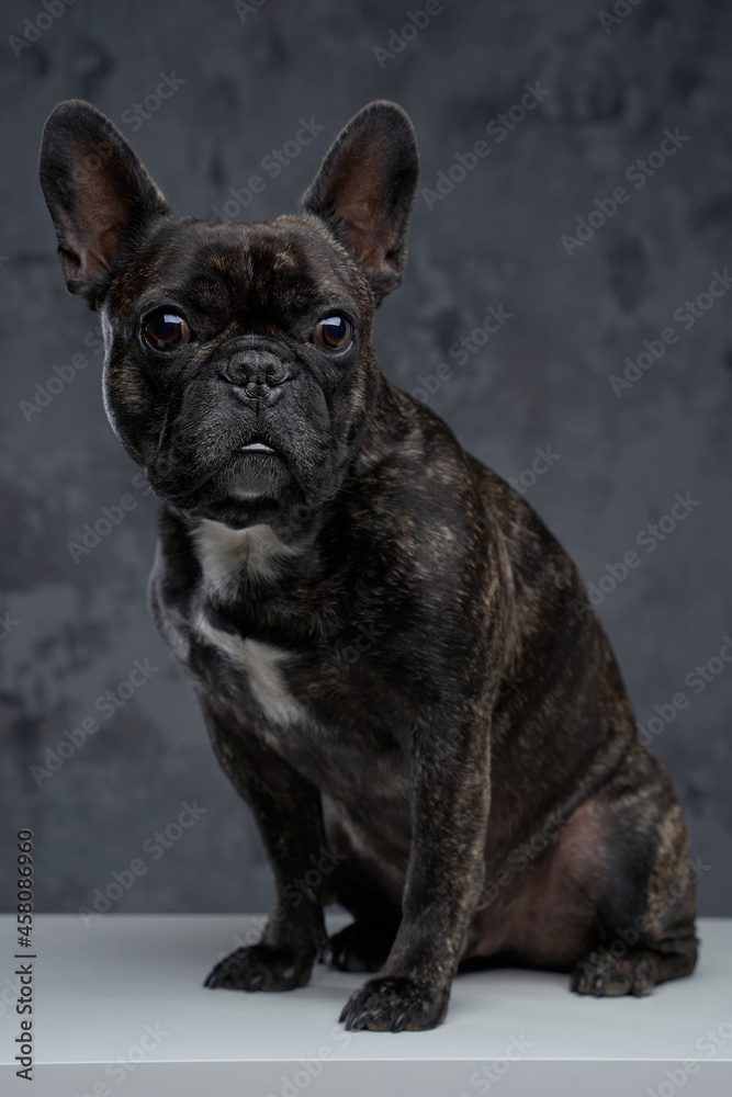 Lovable black french bulldog posing against dark background