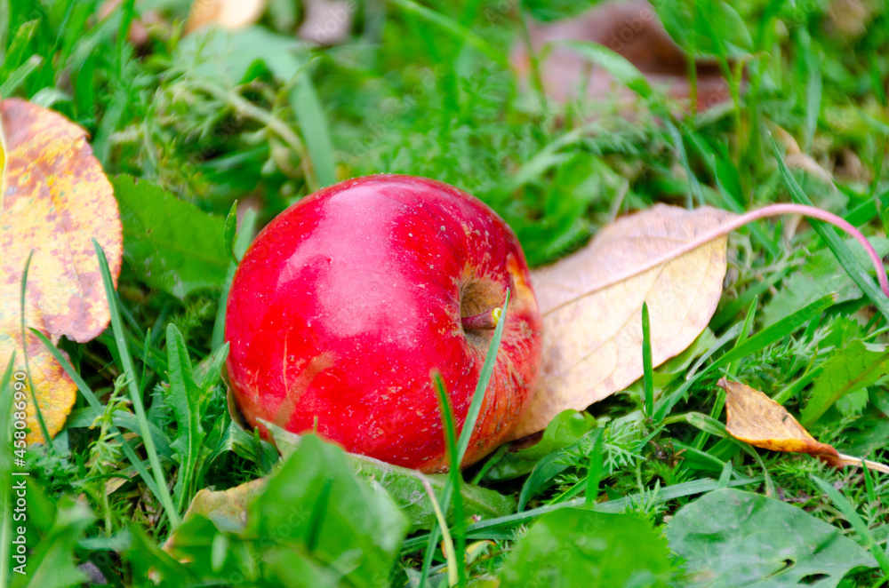 a bright red ripe beautiful autumn apple lies in the grass with dry yellow leaves