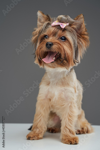 Cute yorkshire terrier puppy with beige fur isolated on gray