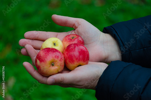 bright red-yellow autumn wild ripe apples are lying on the open palm
