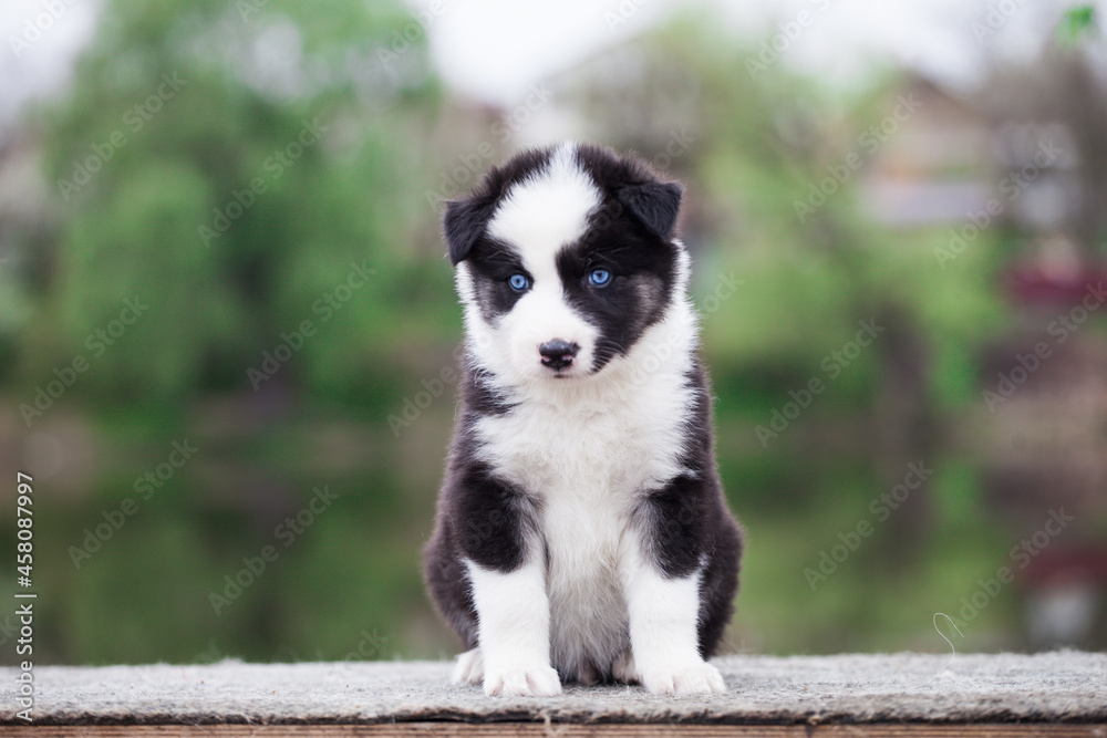 Yakut Laika puppy, portrait outdoors Yakut Laika puppy, portrait outdoors