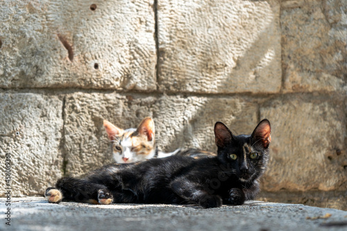 Street cats in Istanbul. Resting and relaxed cats on the streets of Istanbul