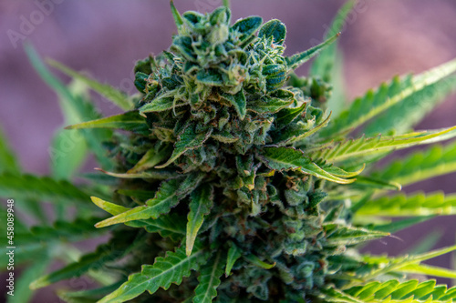 marijuana bud with a lot of resin from an autoflowering plant photo