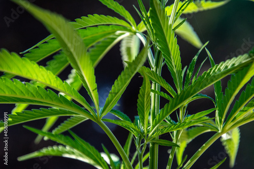 Close-Up of Autoflowering Cannabis Leaves